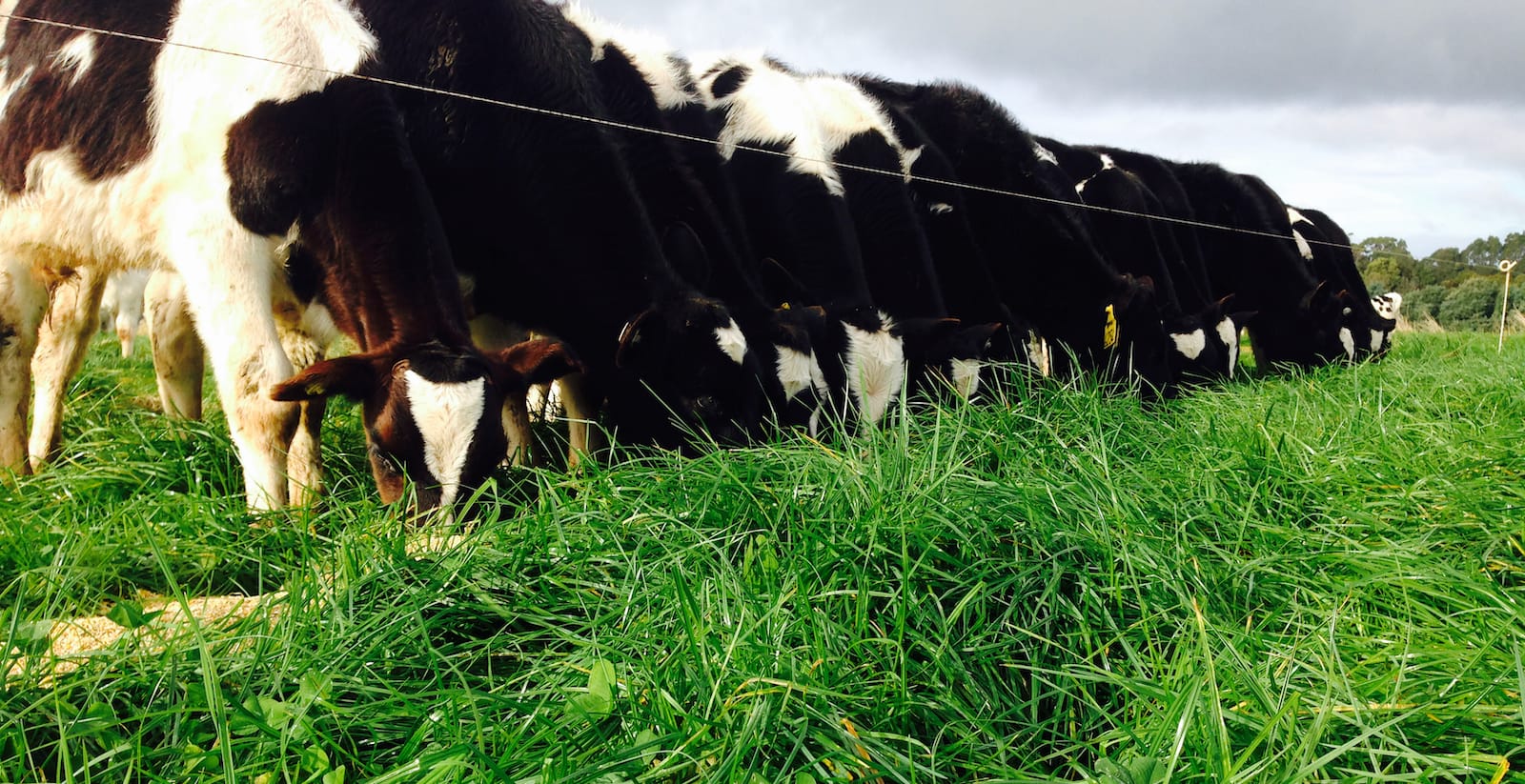 Weaned calves grazing lush pasture and grain at Robin Hill Dairy Farm