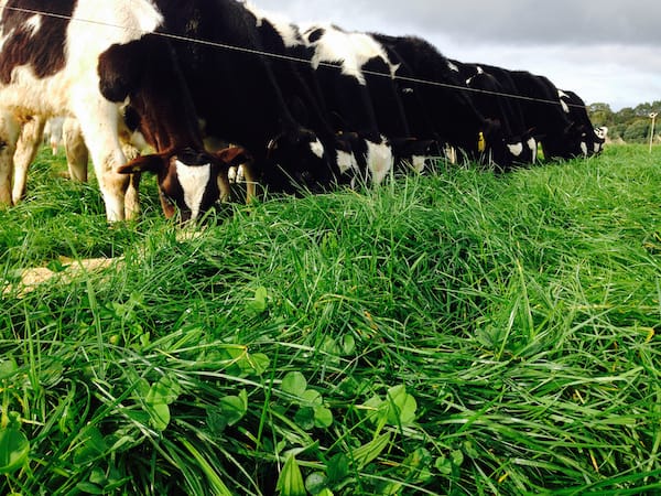 Best grazing decisions will take your pasture and animal performance to the next level.