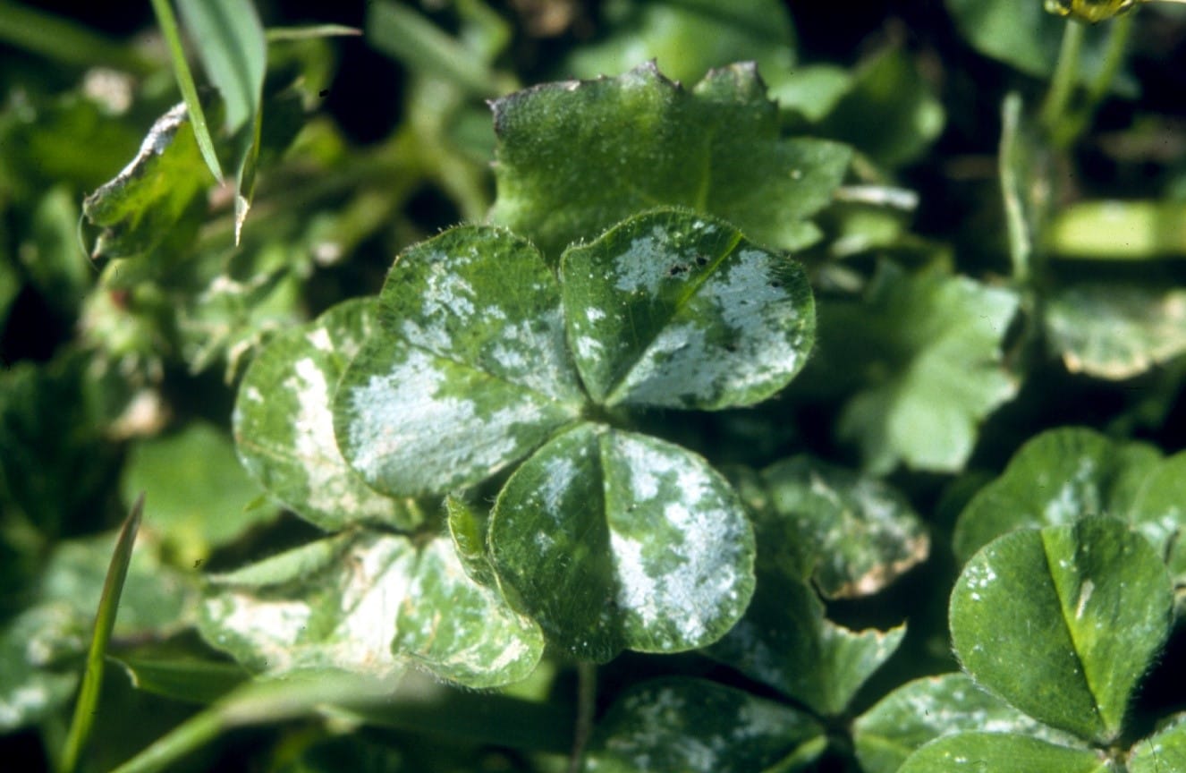 RLEM suck the fluid out of the cells of plants leaving them full of air which in turn gives them a silvery look.