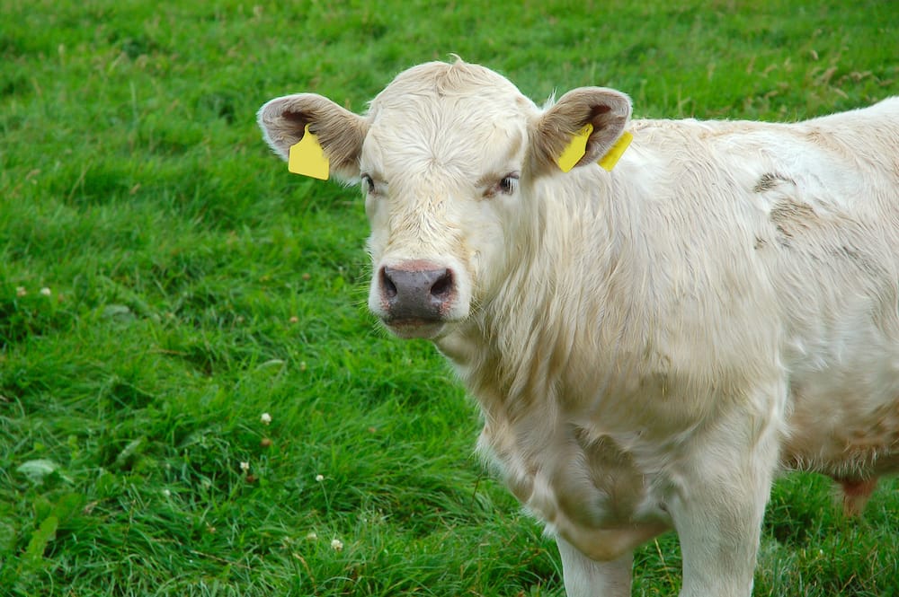 Timing of calving is critical to ensure adequate feed supply from pasture