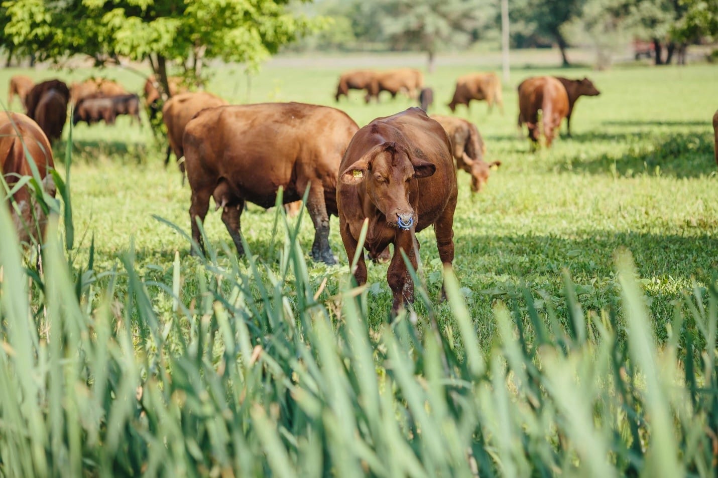 Cows sauntering on soil may look cute and harmless but could destroy the complex ecology of the soil.