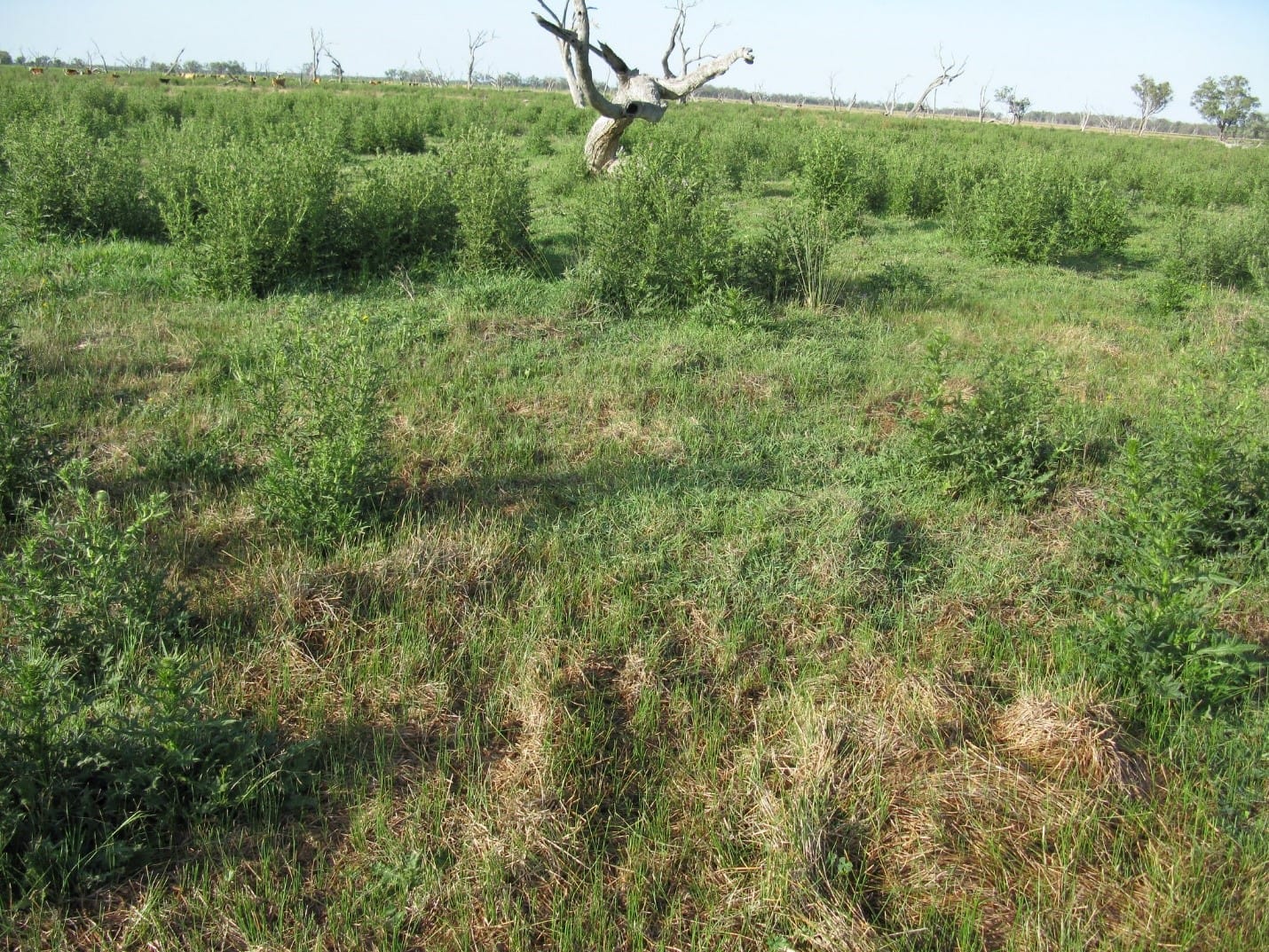 Bare patches like this in your pasture can cause soil erosion. And in turn reduces fertility and yield.