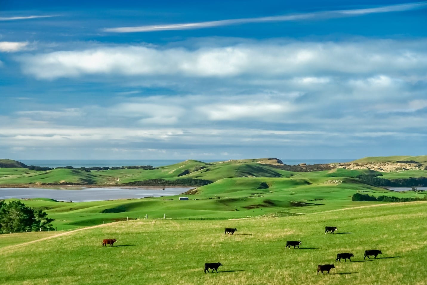 Rotational grazing can help you increase your pasture yields. And because longer grass protects your soil better, it also helps you reduce soil damage.