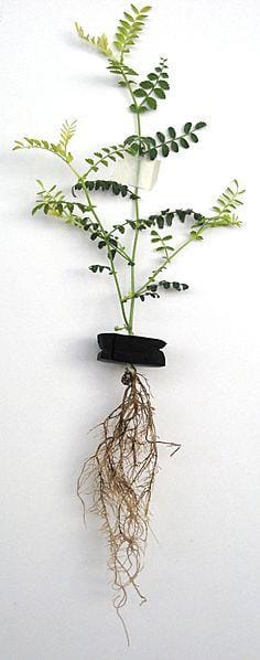 An example of root rot in the chickpea plant