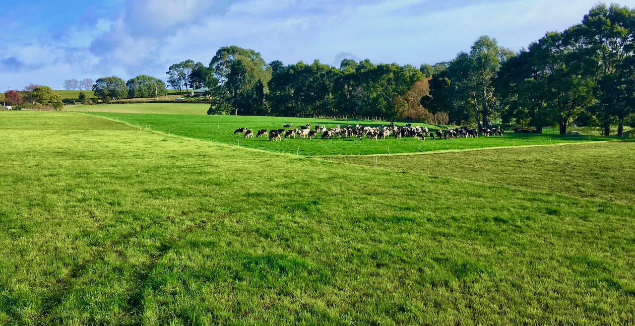 Slowing down or speeding up grazing rounds is guided by leaf appearance rates