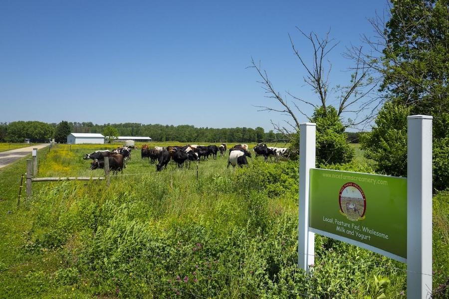 A farm practising rotational grazing with fences