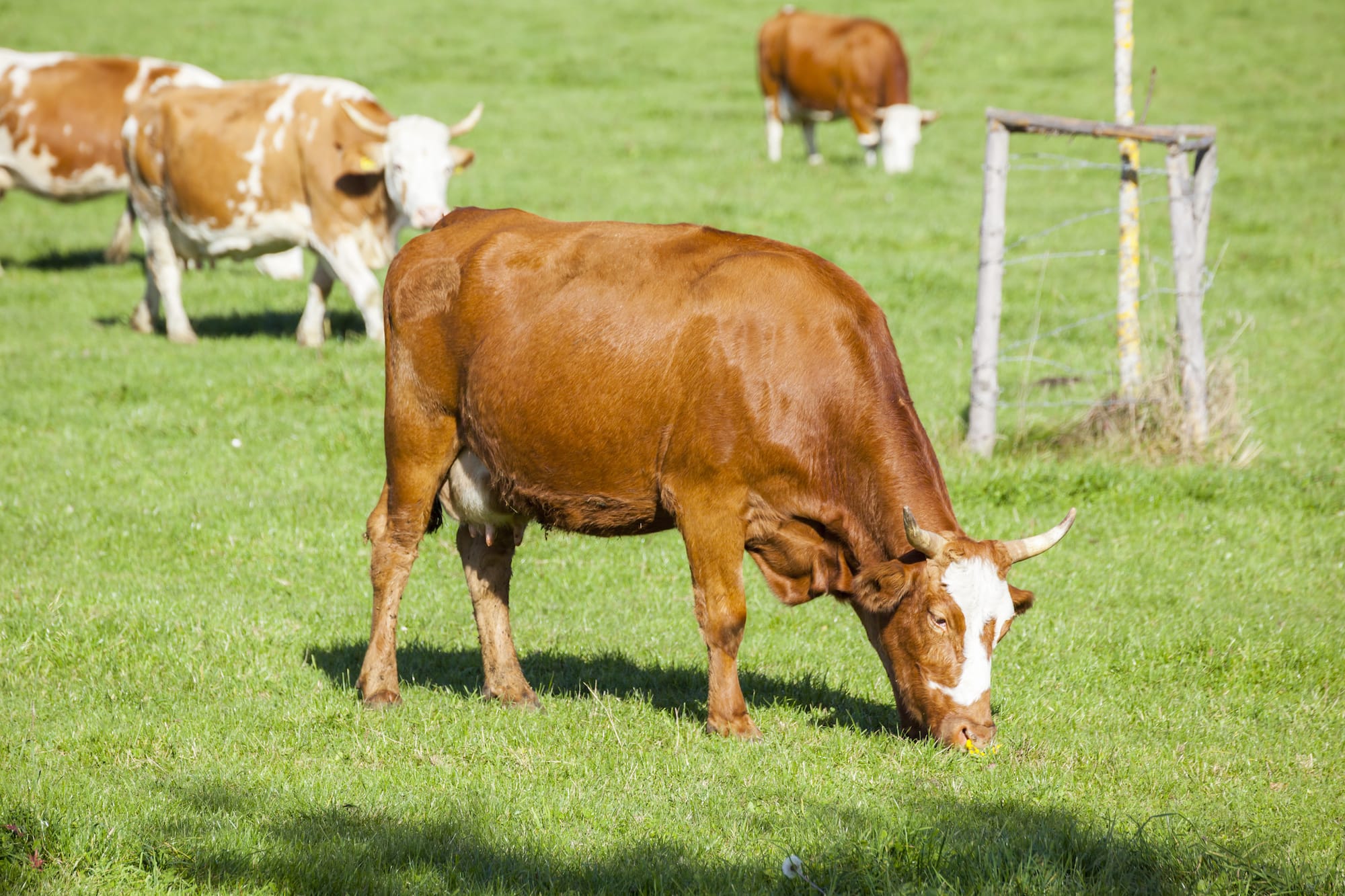Rotational grazing can help you prevent over-grazing or under-grazing