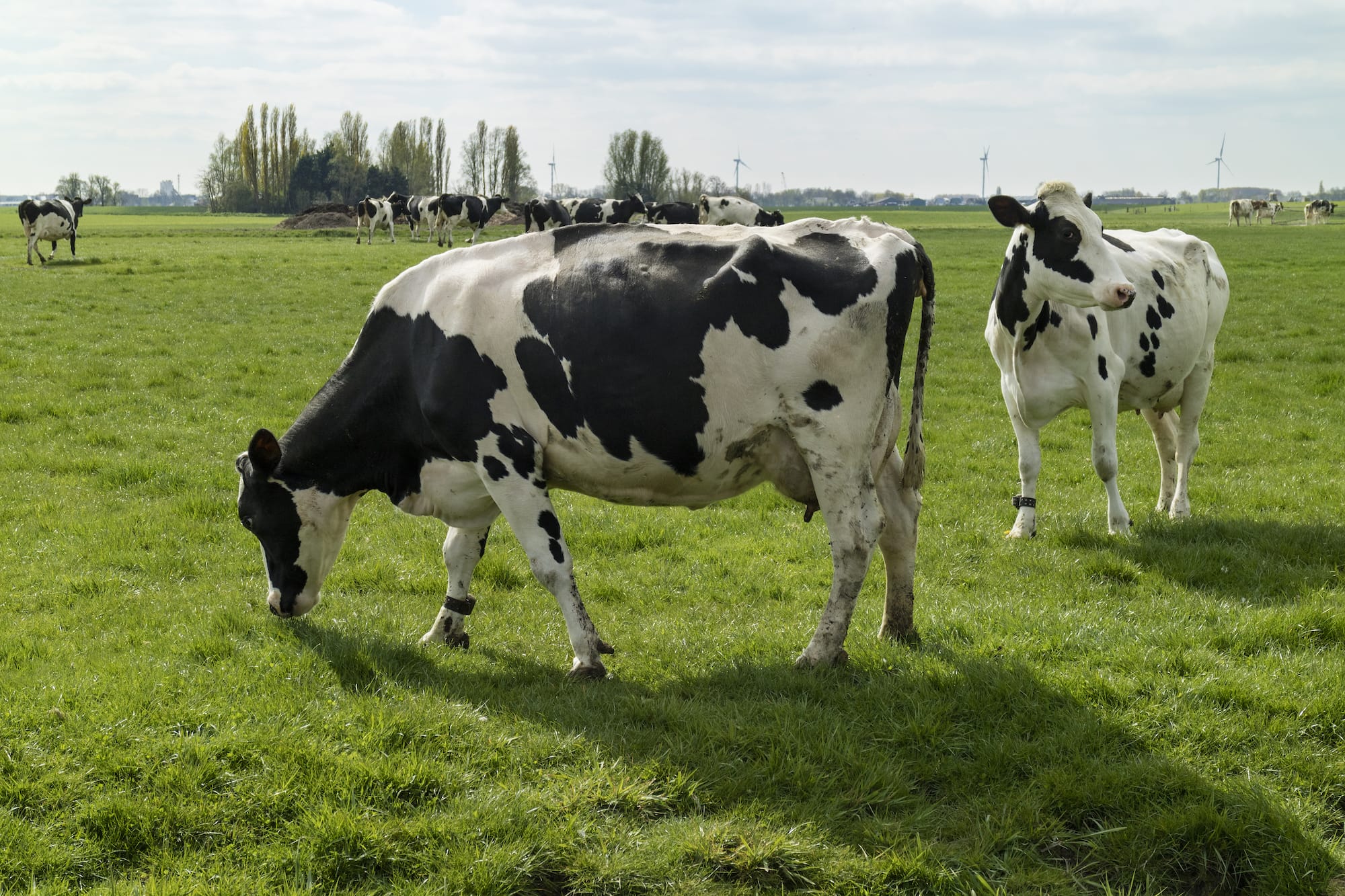 Rotational grazing also improves the palatability of your pasture and reduces pasture wastage