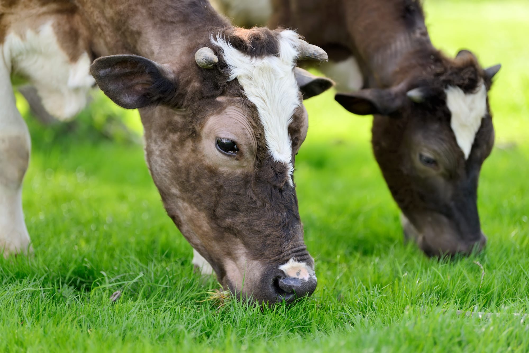 By monitoring your pre-grazing cover and post-grazing residuals, you can understand how much pasture your herd is eating daily