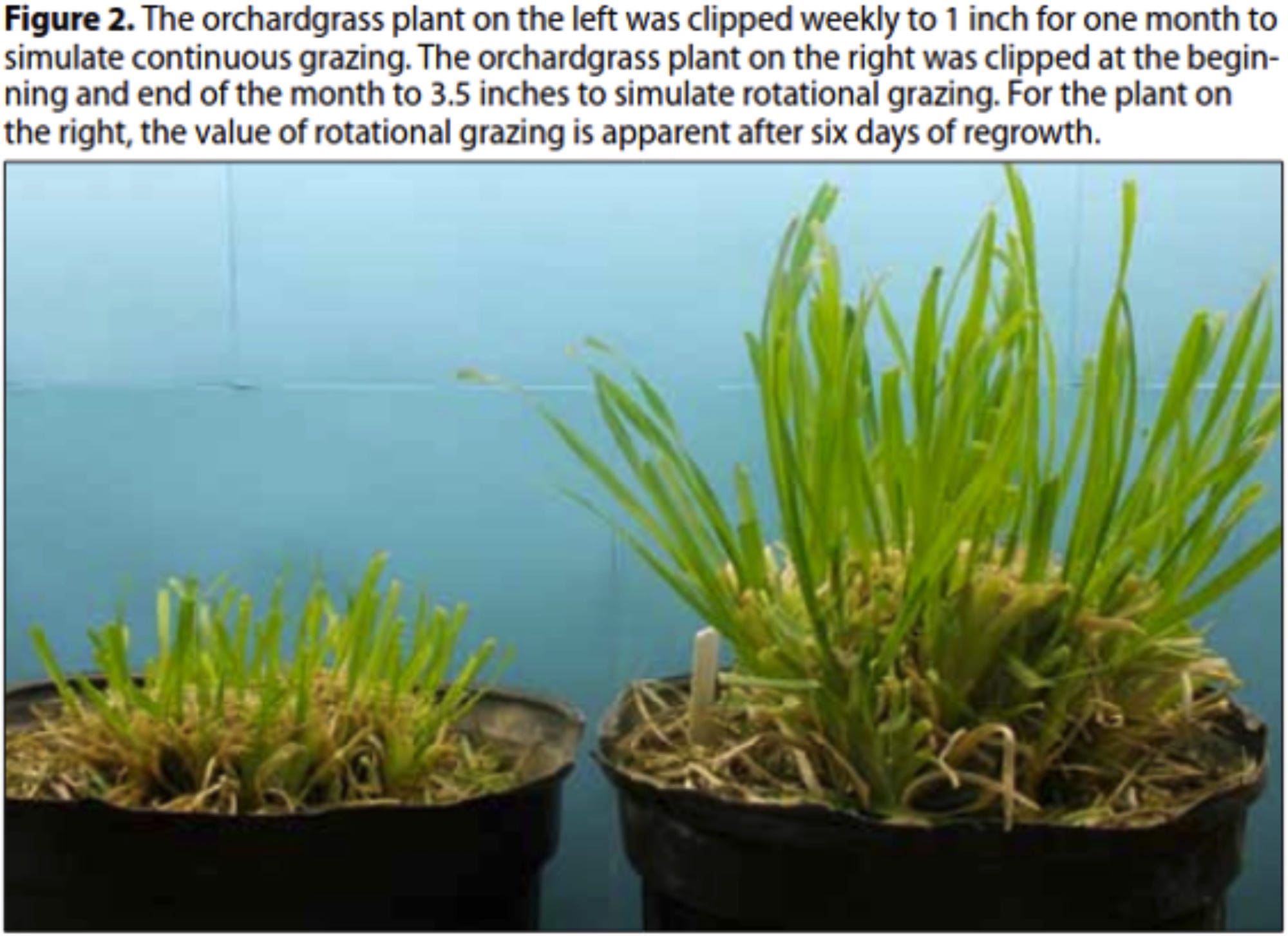 Rotational grazing can improve your annual dry matter yields by up to 50% per hectare