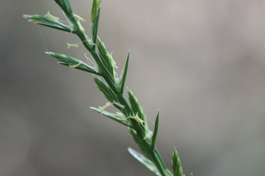 Lolium perenne - commonly known perennial ryegrass have fine hairless dark green leaves that measure about 7 mm.