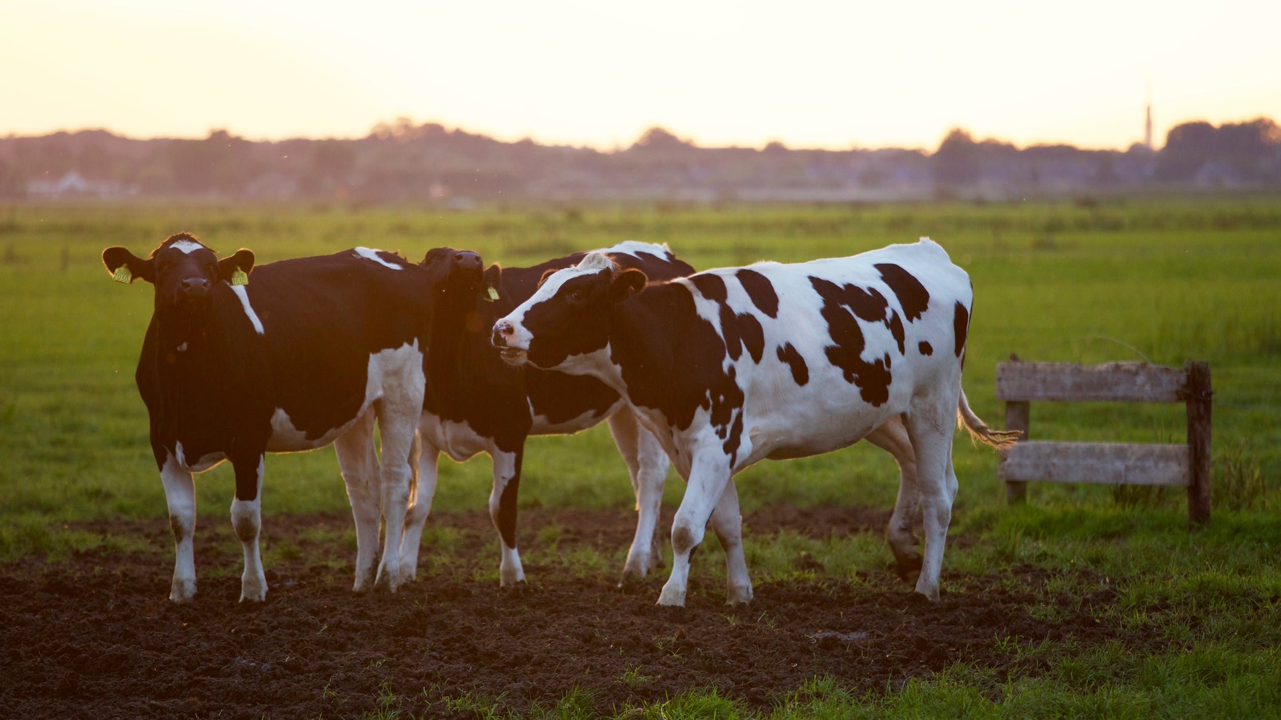 Ryegrass tolerance to hoof traffic