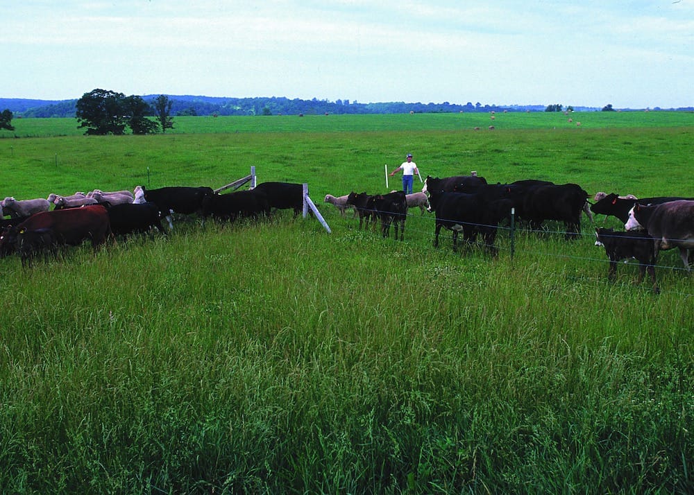 Rotational grazing of cattle and sheep in Missouri with the pasture being divided into paddocks