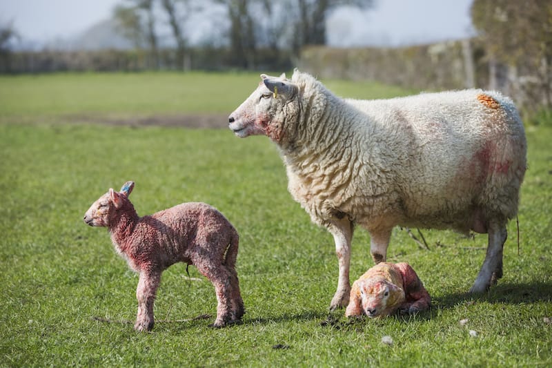 A healthy, well-fed ewe can give birth to six or more lambs in two years