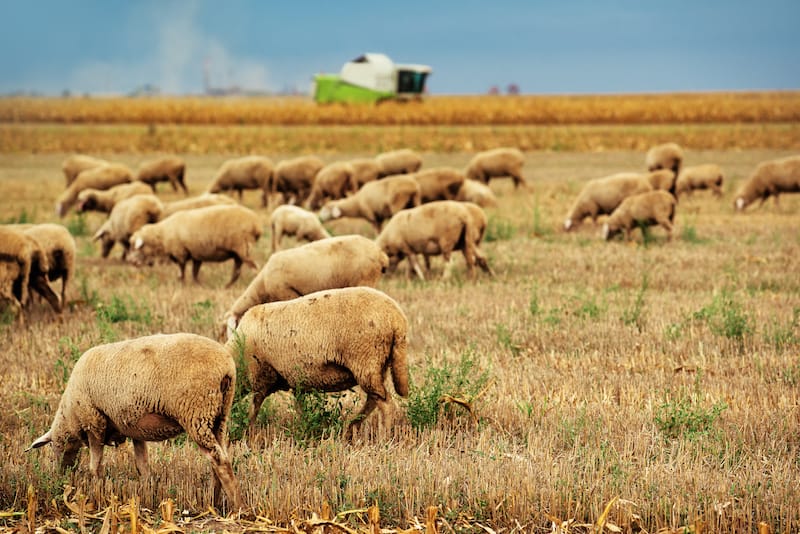 An overview of the sheep industry in Australia