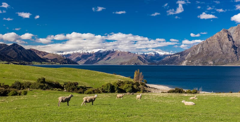 There is a huge potential to work with the New Zealand sheep industry.