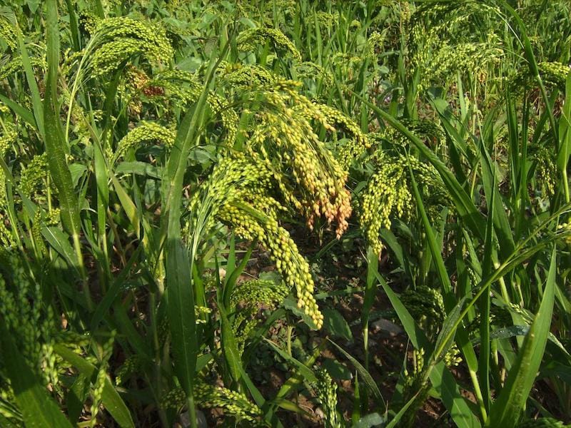 Sorghum-sudangrass planted in combination with Catalonia