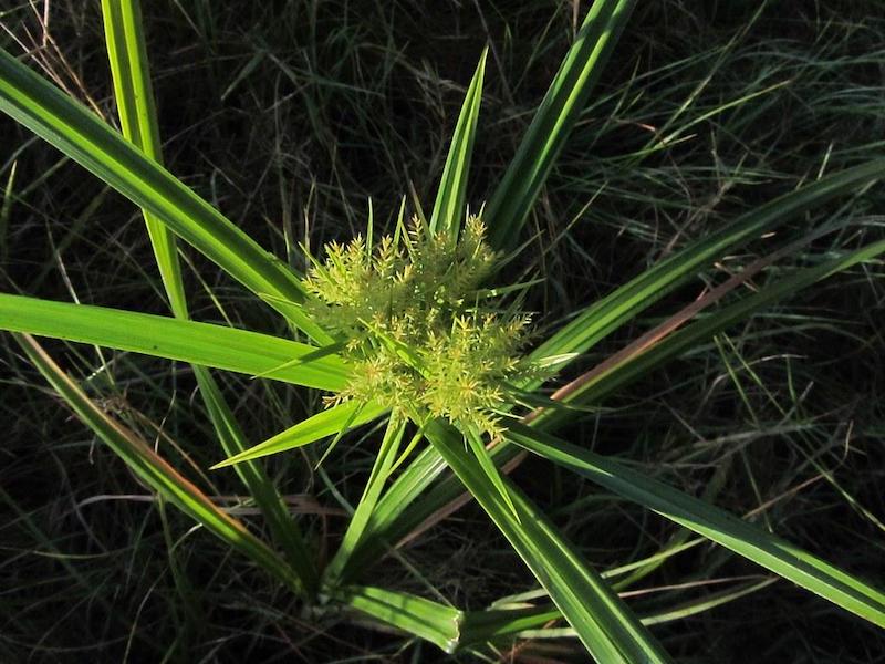 Nutsedge, commonly known as nut grass.