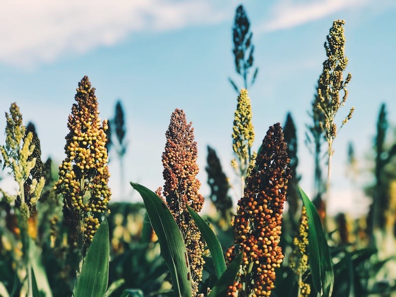 Sorghum that is reproductive and laden with seed