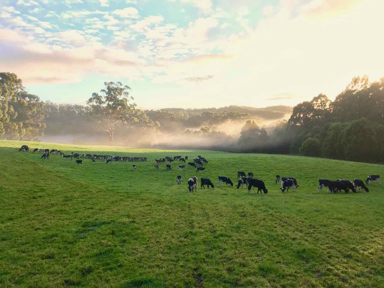Calves grazing grass in spring.