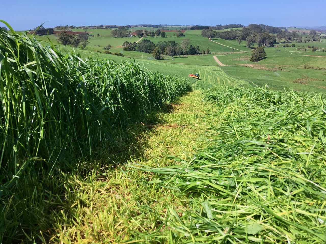 Mowing pasture for silage.