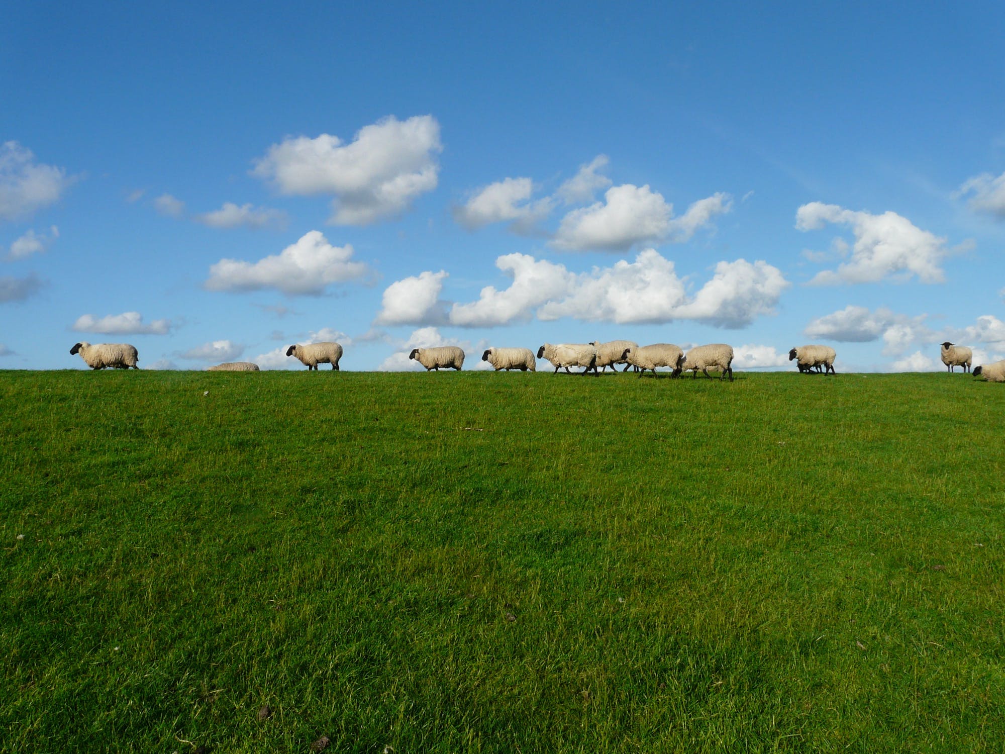 Sheep grazing ryegrass in spring.