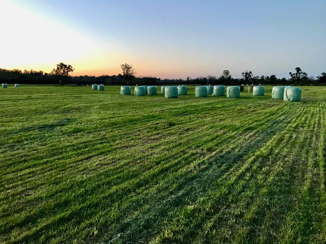 Silage bales are a convenient way to store smaller portions of fodder