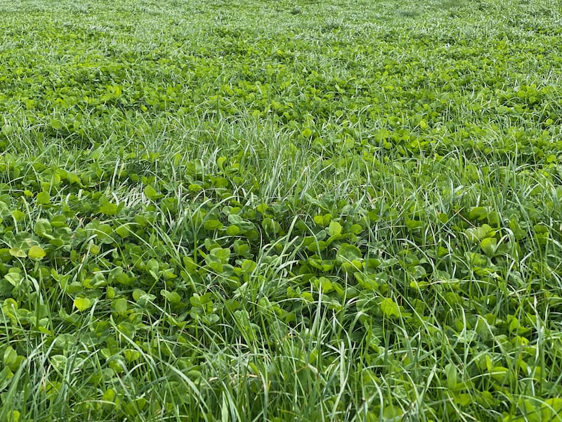 Clovers - one of the tastier plants that animals prefer! Our founder