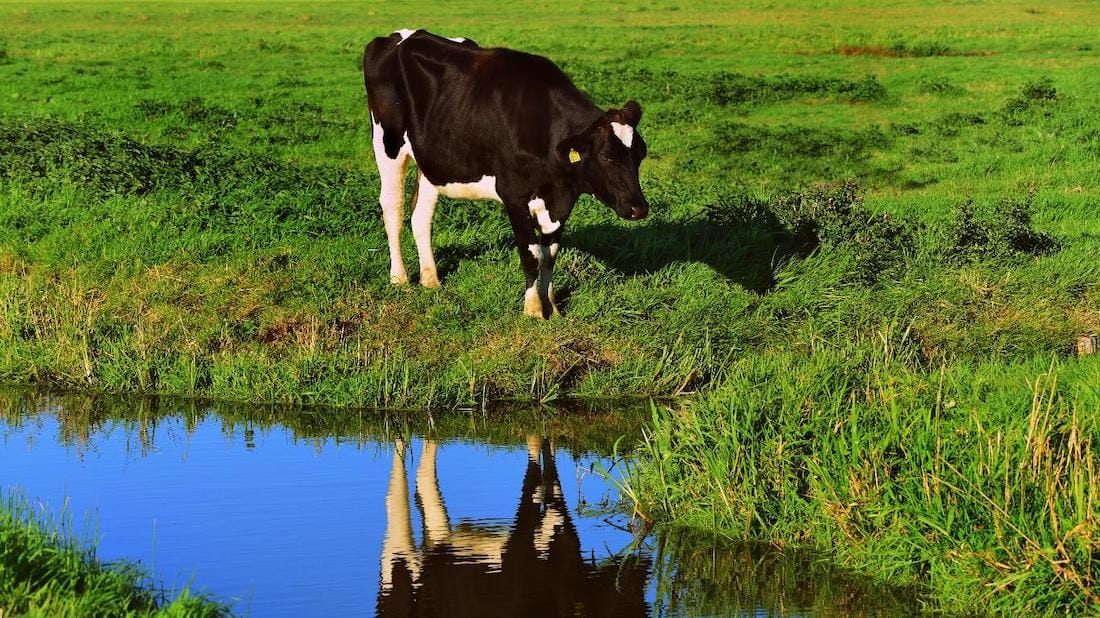 Cows like to deposit manure at their favourite spot, usually next to a water body