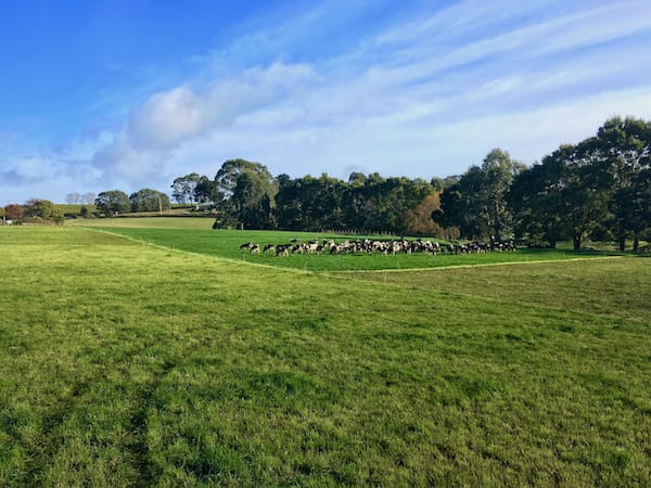 Best pasture management happens with measurements