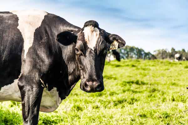 Holstein milking cow with plenty of nutrition from well managed pasture