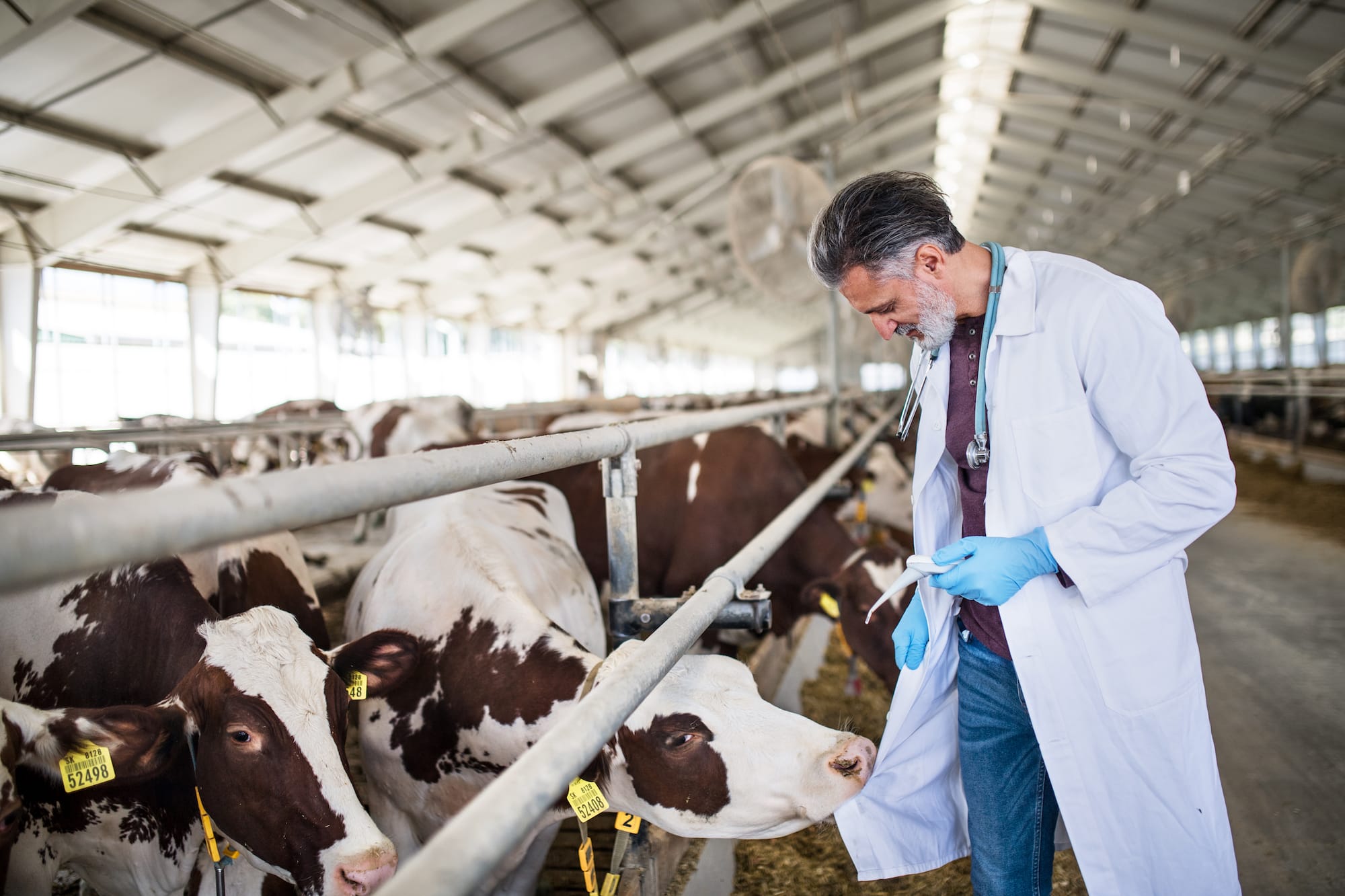 papillomatosis in cattle