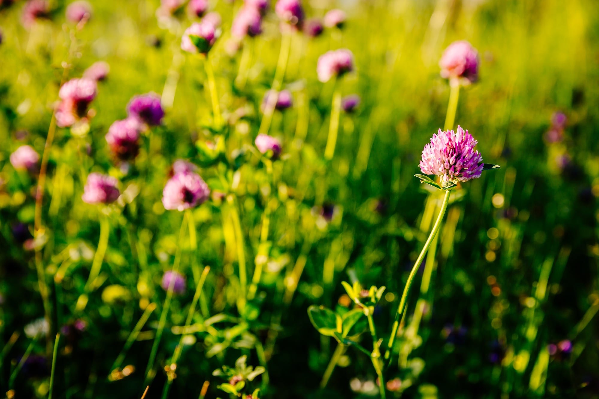 Clover can cause bloat in cattle and must be managed with care when grazing.