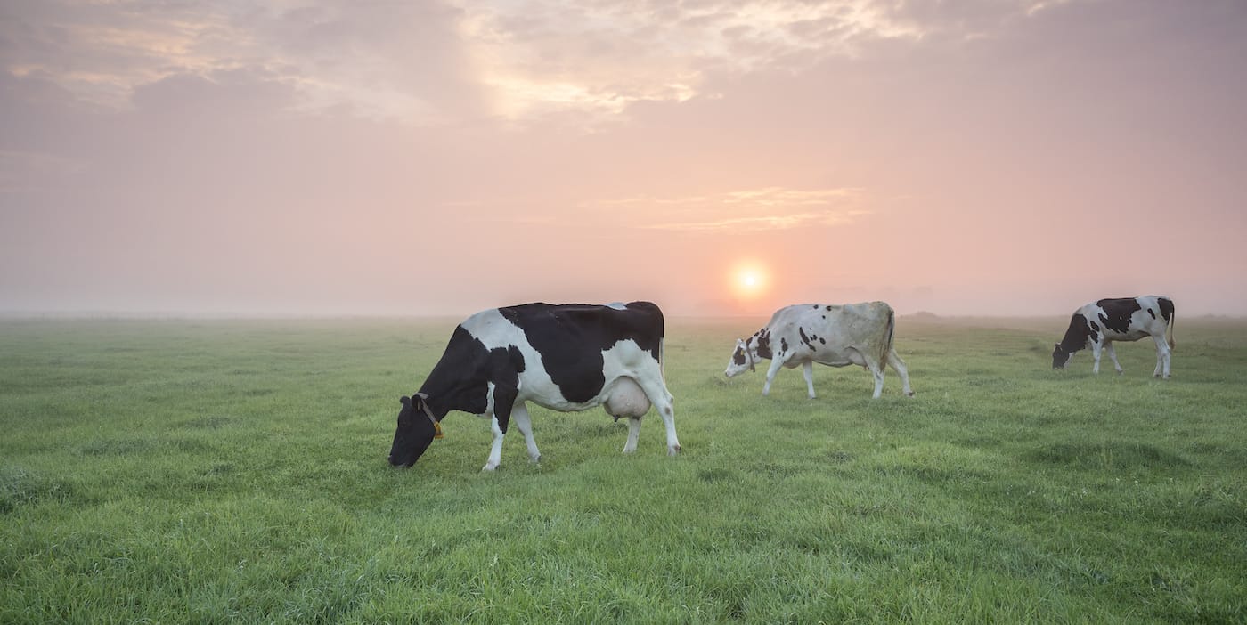 Most Popular Cow Breeds for Dairy Farming