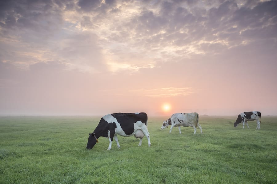 A lactating cow requires approx. 16% of crude protein.