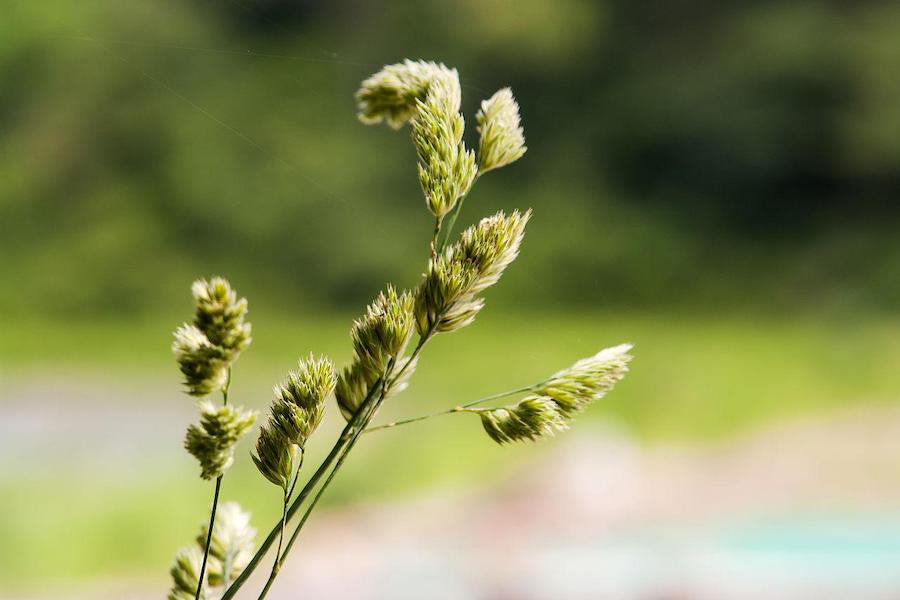 Orchardgrass, a cool-season perennial forage.