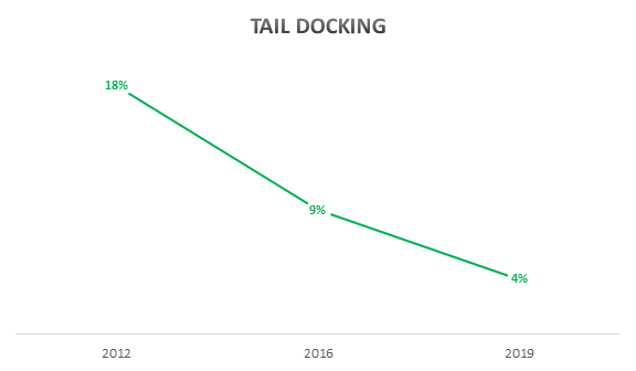 In 2012, 18% of farmers reported tail docking. This came down to 9% in 2016. Now in 2019, only 4% of farmers still perform tail docking.