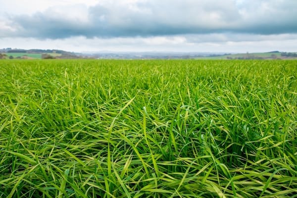 Lush pasture growing to the horizon.