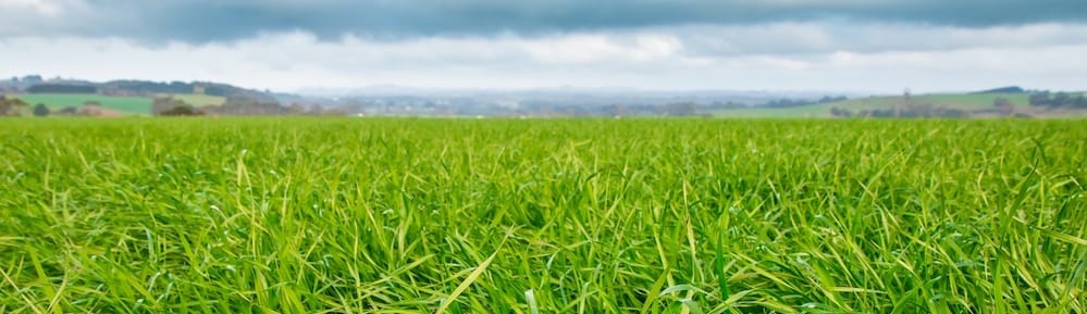 Lush ryegrass pasture with a premium forage value index for high farm profit and performance.