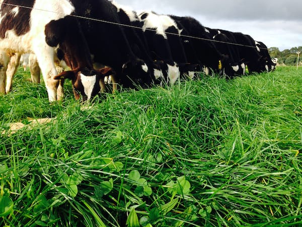 Stock deposit rich nutrients where they graze along with bought in fodder.
