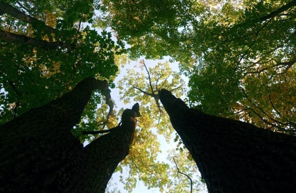 Trees in your shelterbelt can keep your animals healthy and increase DM yields per ha