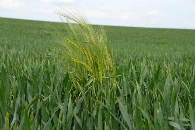 Barley weed