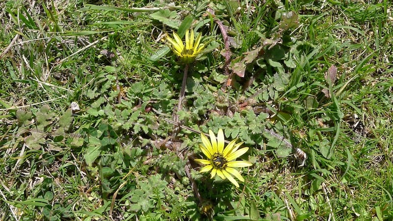 Capeweed with bright yellow flowers