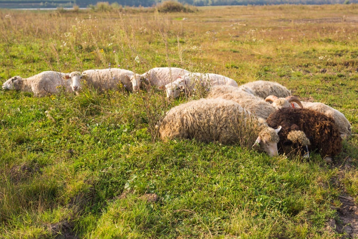 Grazing can be an effective control of weeds that grow in your pastures