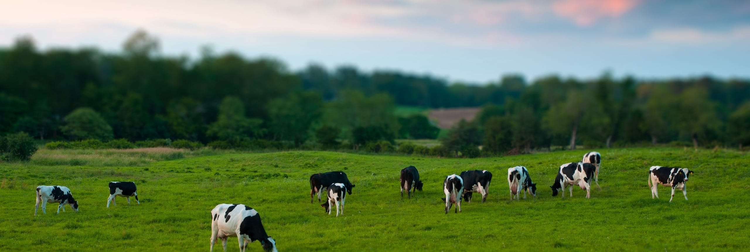 Three Amazing Warm Season Grasses