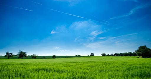 Warm-season grass growing under a blue sky
