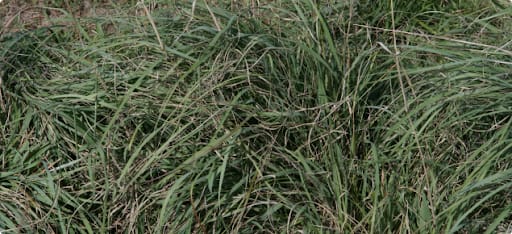 The beloved Consol Lovegrass, which is perhaps third to Paspalum and Rhodes Grass