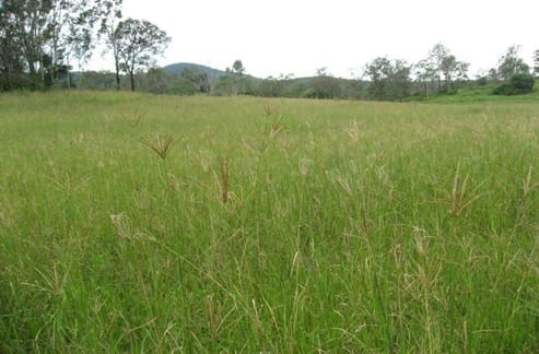 Perhaps second to Paspalum, Rhodes Grass is another great feed source