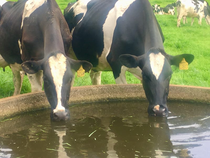 Two dairy cows enjoying a drink from a concrete water trough.