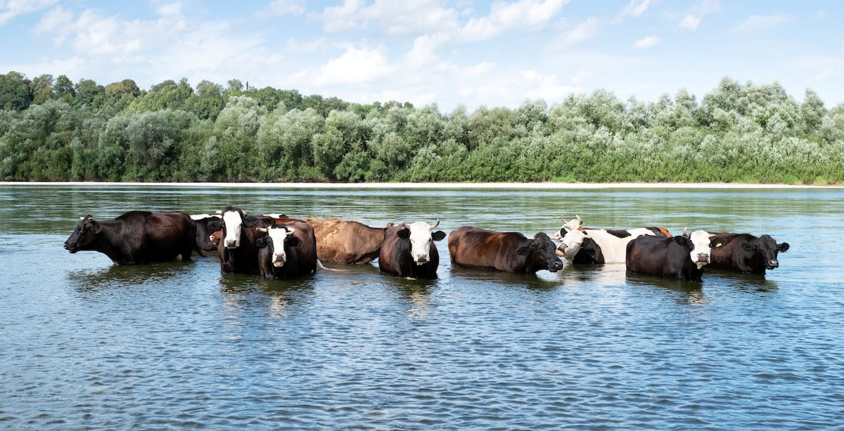 Livestock bathing in a river